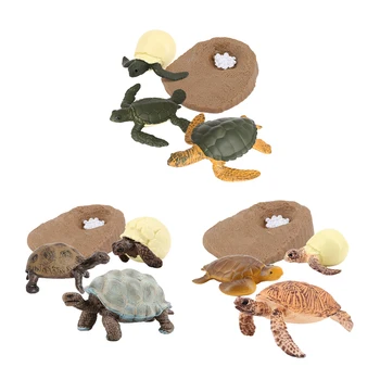 Модель жизненного цикла морской черепахи, 4 стадии роста, детские развивающие игрушки по когнитивной биологии,